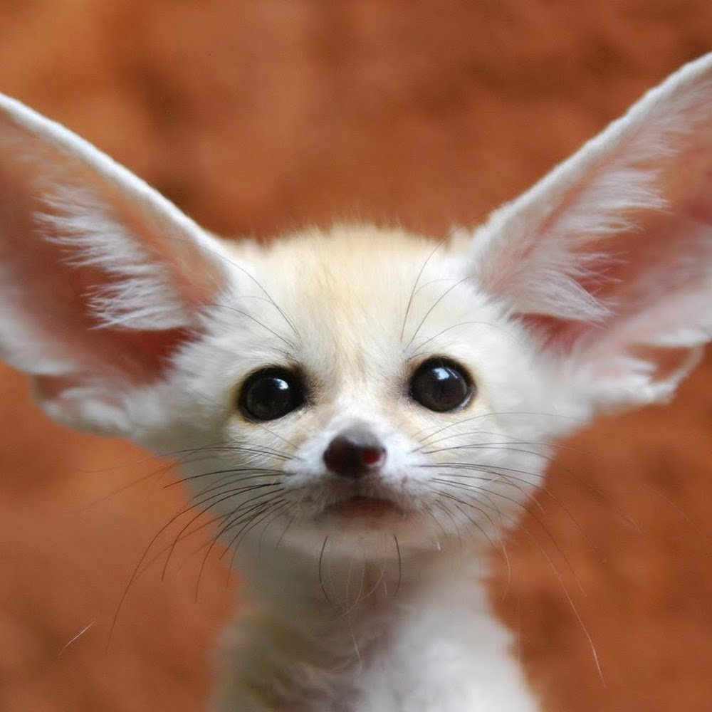 Meet your Posher, Talia